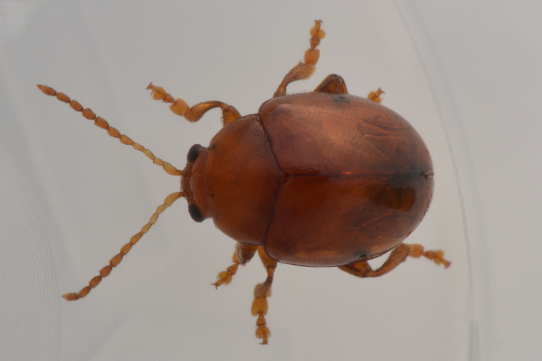 Chrysomelidae con le elitre forate:  Sphaeroderma cfr. rubidum